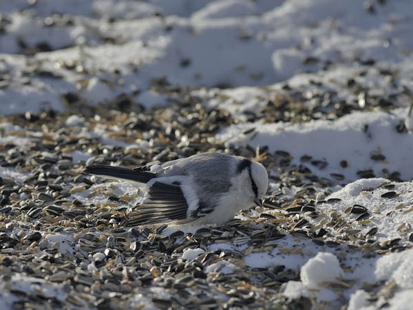 Valkopäätiainen, Azure Tit, Cyanistes cyanus